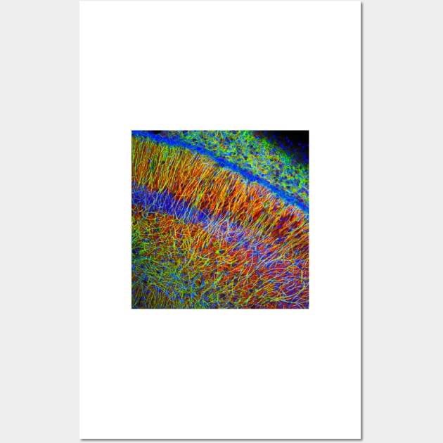 Brain cells, fluorescence micrograph (C023/4113) Wall Art by SciencePhoto